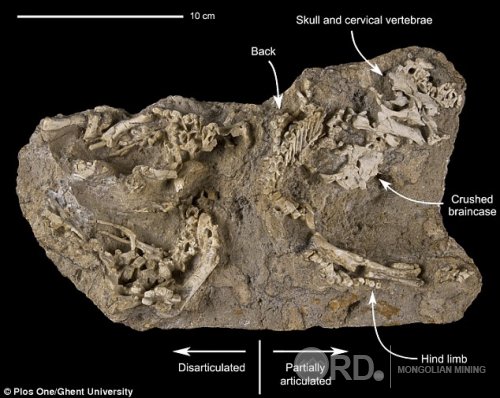 Монголын говиос нялх гадрозаврын үүр олжээ