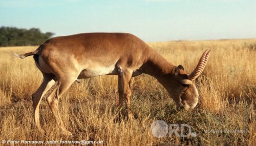 “Моннис интернэшнл”, “Улаанбаатар бизнес групп” нь 8000га-д бөхөн нутагшуулах нэрээр хайгууль хийх гэж байжээ “Моннис интернэшнл”, “Улаанбаатар бизнес групп” нь 8000га-д бөхөн нутагшуулах нэрээр хайгууль хийх гэж байжээ