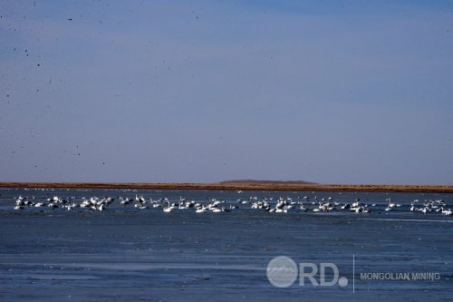 Ганга нуурандаа эрхлэн хөвөх гоёхон цагаан хунгийн чуулганаа харж чадахгүйд хүрчээ