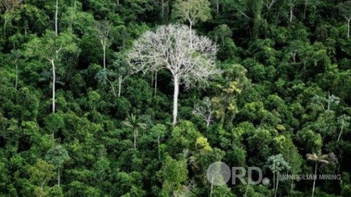 Амазоны ширэнгэн ойд хайгуул, олборлолт хийхийг Бразилын засгийн газар зөвшөөрөв