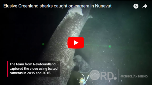 Гренландын акулын маш ховор бичлэг гарлаа