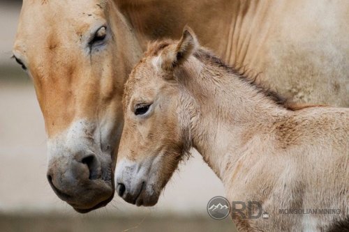 Дэлхий дээрх зэрлэг адууны цор ганц зүйл болох тахийн унаганд нэр хайрлая
