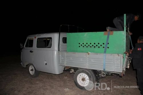 Бэлчиж буй мал дунд байсан Мазаалай баавгайг хамгаалтад авлаа
