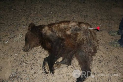Бэлчиж буй мал дунд байсан Мазаалай баавгайг хамгаалтад авлаа