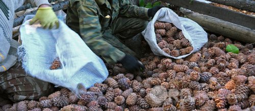 Нэг кг самрыг түүхэд 500 төгрөг, бусад жимс жимсгэнийг түүхэд 300 төгрөг төлөх ёстой