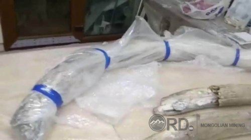 Дорнод аймгийн Баяндун сумын нутаг дахь алтны уурхайгаас арслан зааны соёо олжээ