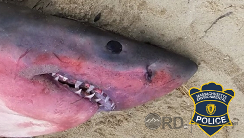 Эрдэмтэд мухардав: АНУ-д улаан өнгөтэй акул олжээ