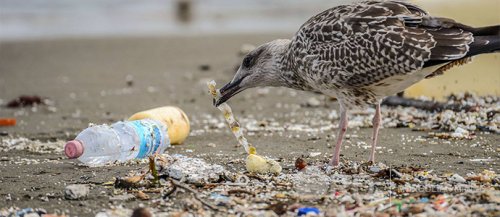 Хуванцарын бохирдлоос болж үхэж буй шувуудын тоо 1 тэрбумд хүрчээ  
