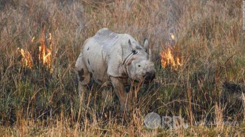 Хүний үйл ажиллагааны улмаас 8 сая биологийн төрөл зүйлээс 1 сая нь устаж үгүй болжээ