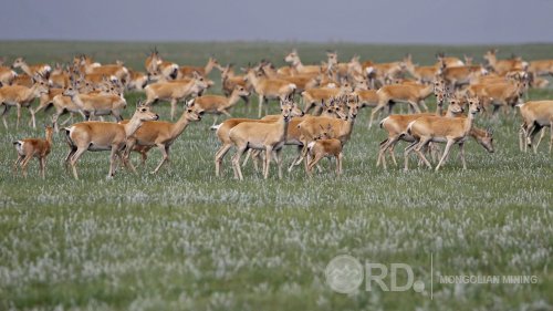 Баталсан стандартаа мөрдөж, зэрлэг амьтдаа аваръя