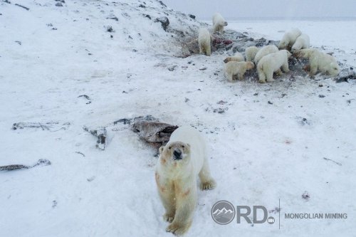 Оросын нэгэн тосгоны захад 50 гаруй цагаан баавгай цугларчээ