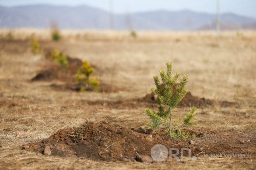 Мод тарьж ургуулсан бол улсын ойн сан худалдаж авах дүрэмтэй