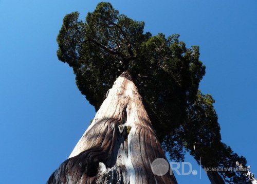 Дэлхийн хамгийн урт настай модыг олжээ